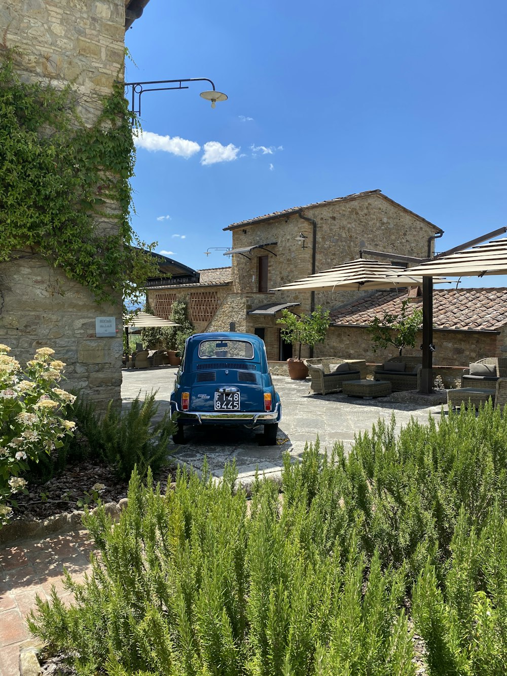 blue van parked beside green plants during daytime