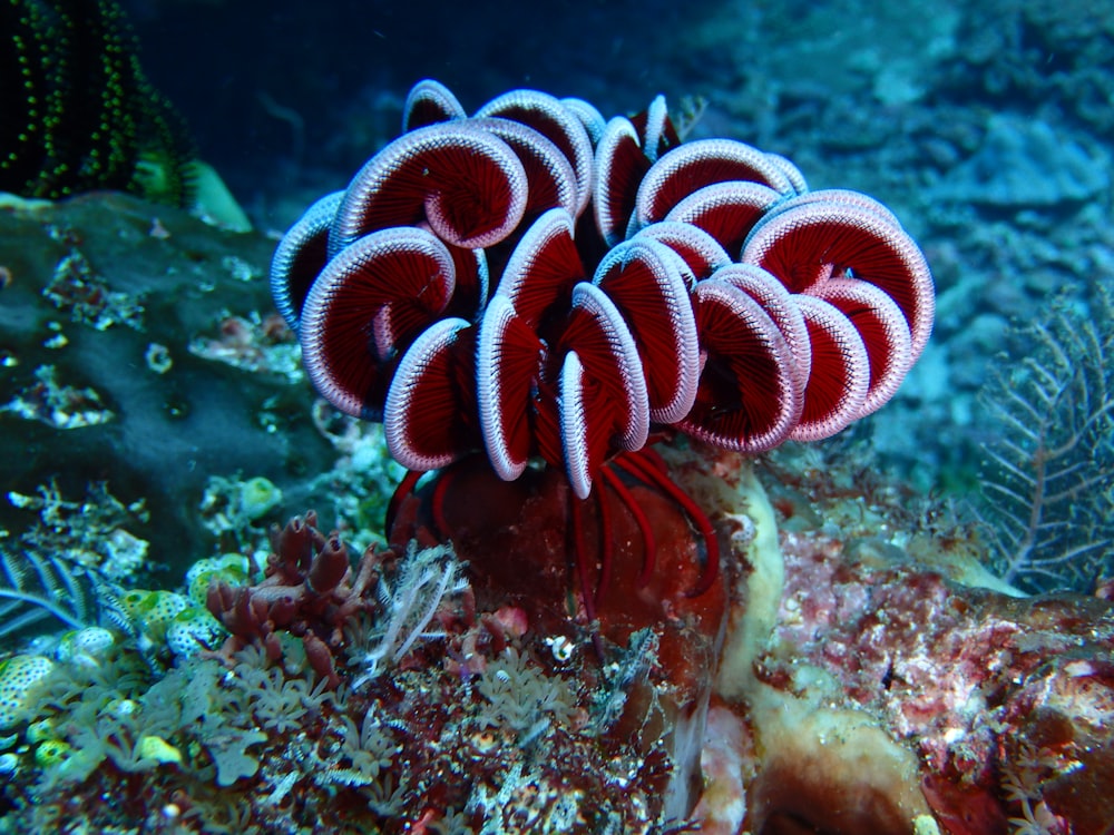 blue and white sea creature