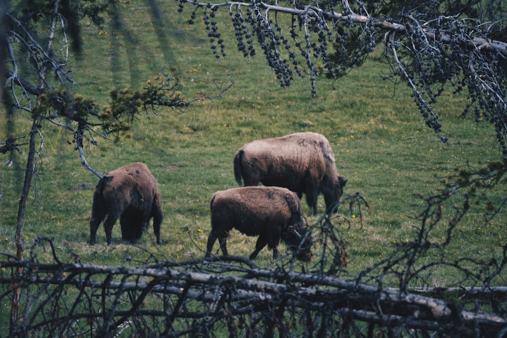 brown bison on green grass field during daytime