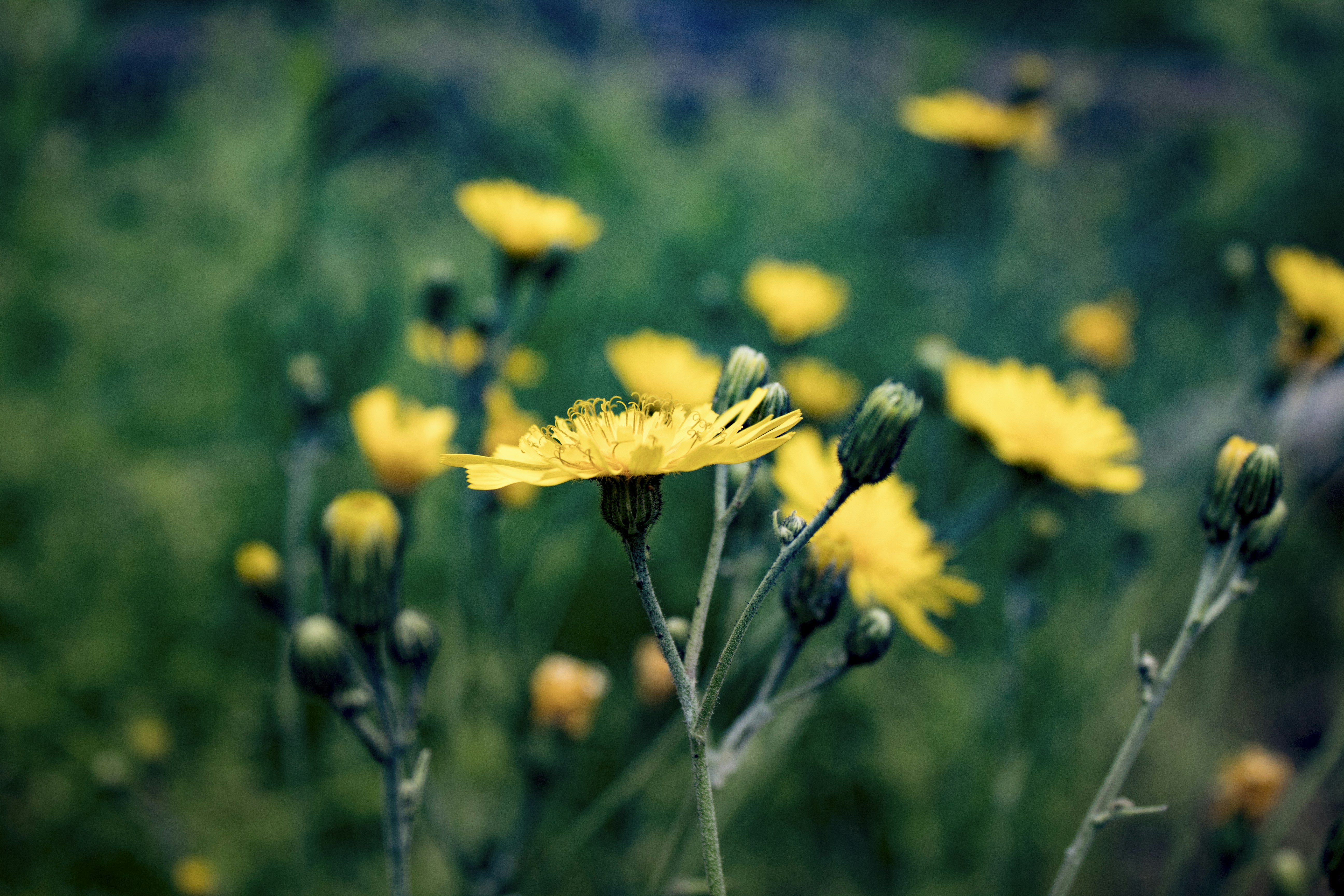 yellow flower in tilt shift lens