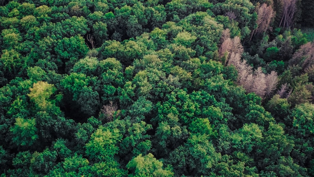 green trees on brown mountain during daytime