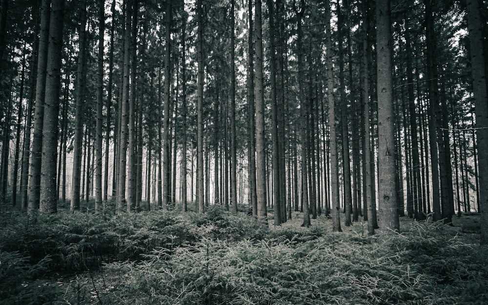 erba verde e alberi durante il giorno