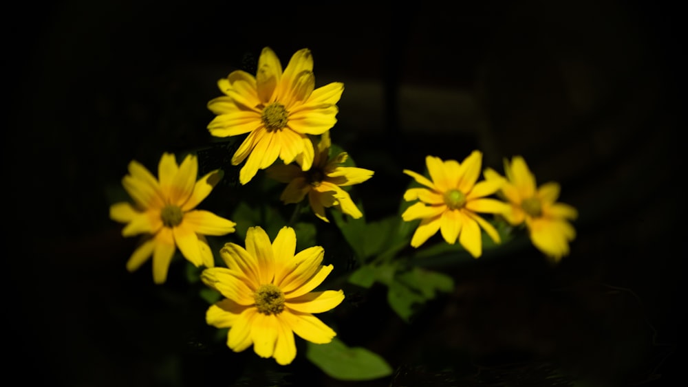 yellow flower in tilt shift lens