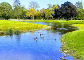 flock of duck on water during daytime