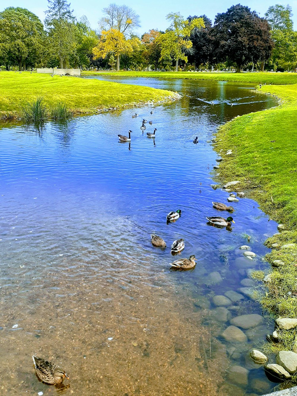 昼間の水上のカモの群れ