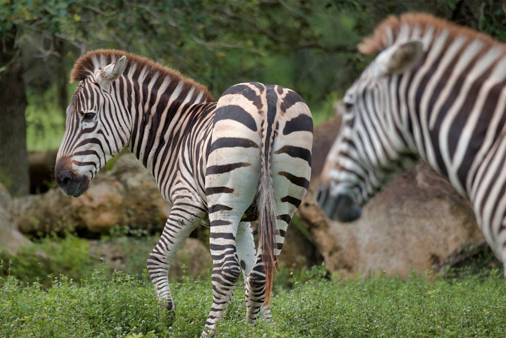 Zebra steht tagsüber auf grünem Gras