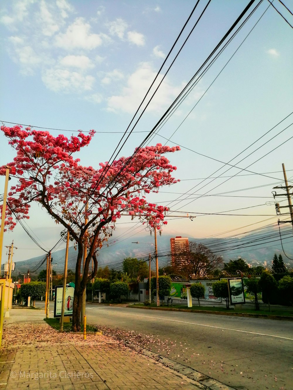 red leaf tree near road during daytime