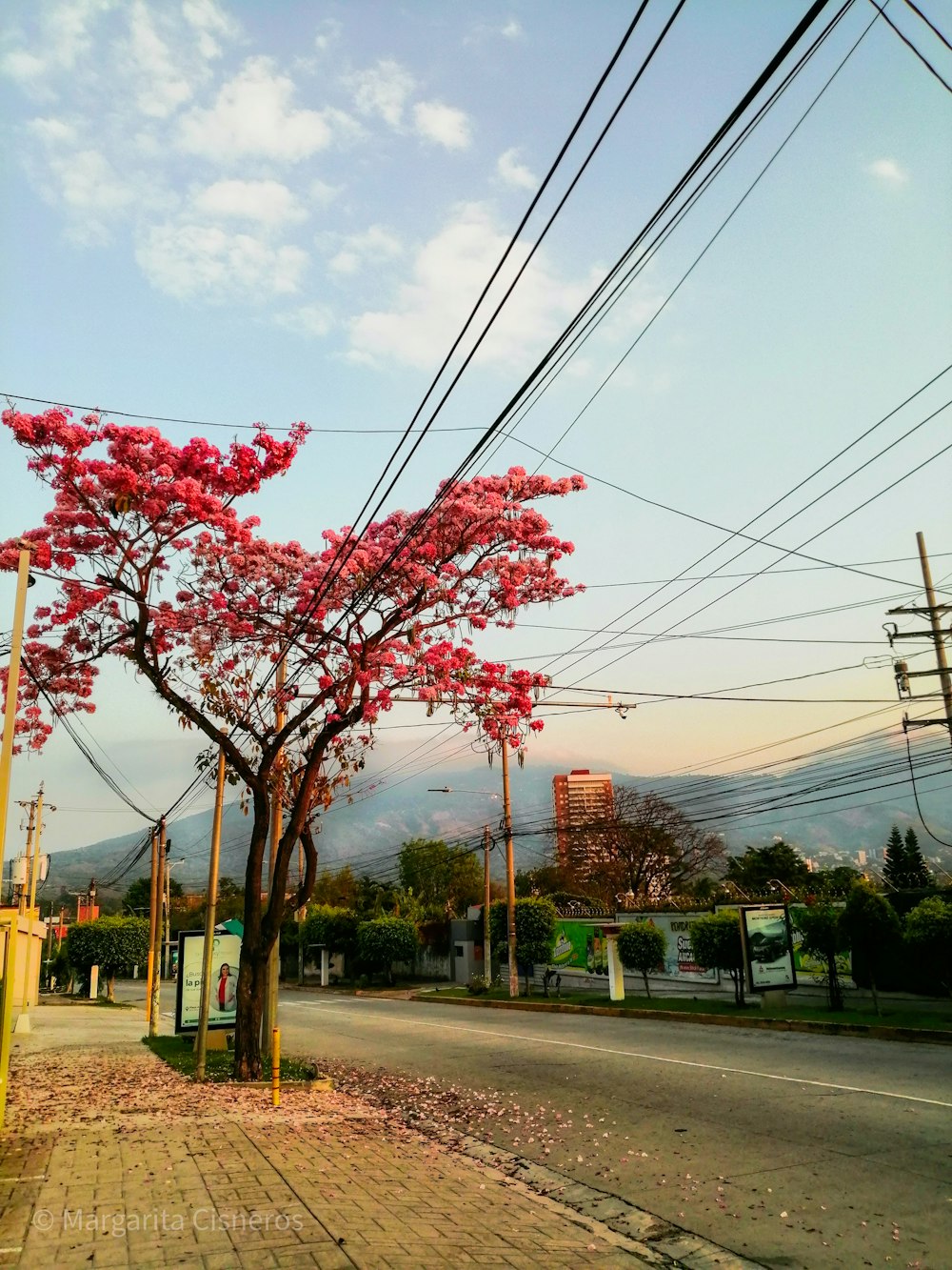 roter Blattbaum in der Nähe der Straße tagsüber