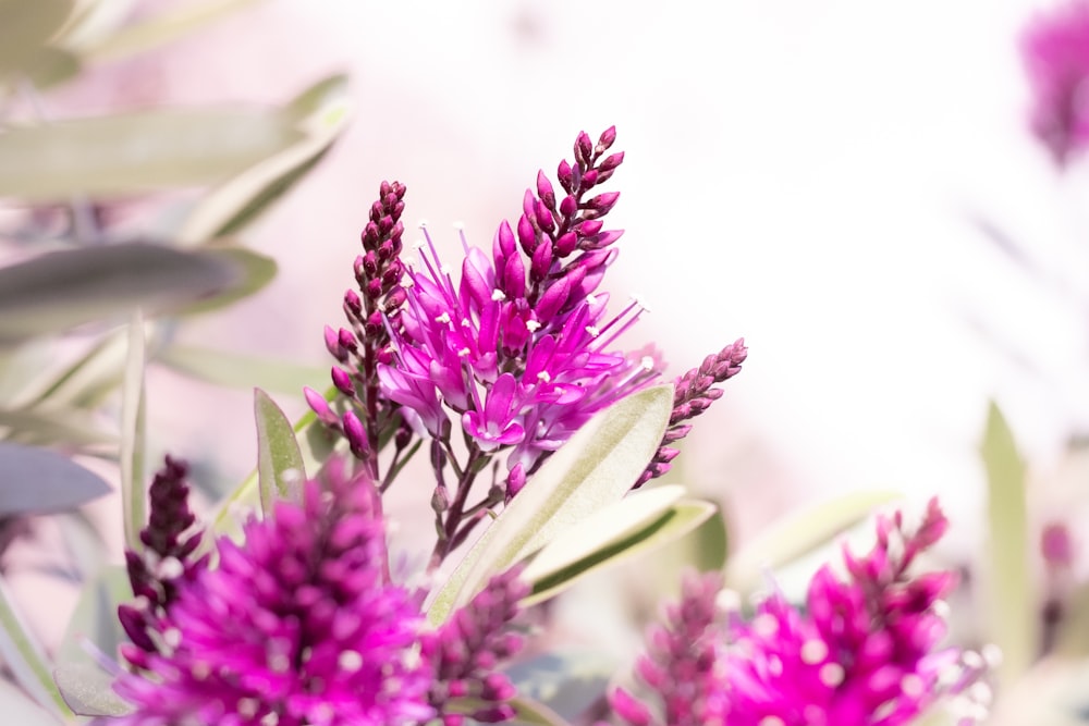 purple flower in macro lens