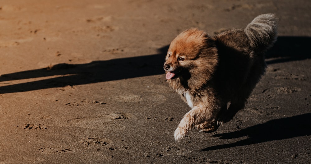 brown and black pomeranian mix puppy lying on ground during daytime