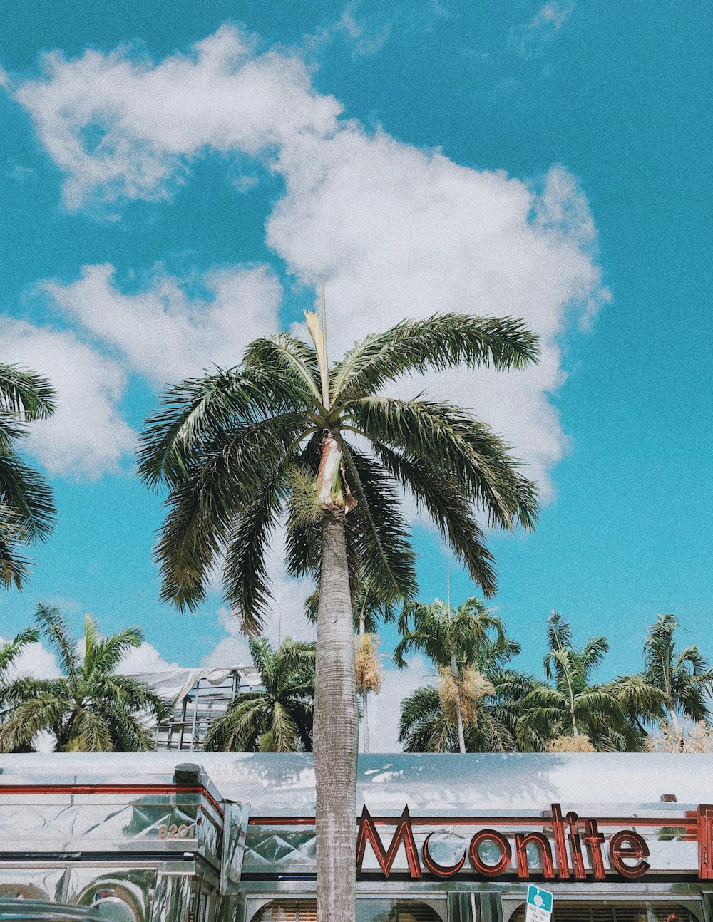 palm tree near body of water during daytime