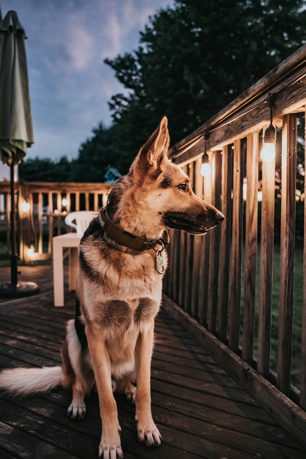 Brauner und Schwarzer Deutscher Schäferhund tagsüber auf Holzsteg