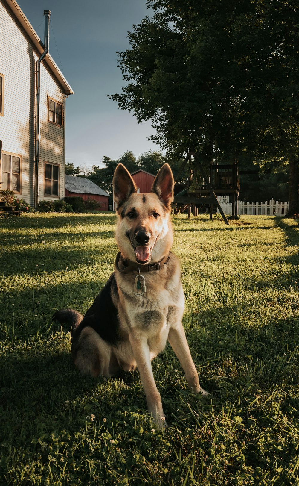 brown and black german shepherd on green grass field during daytime