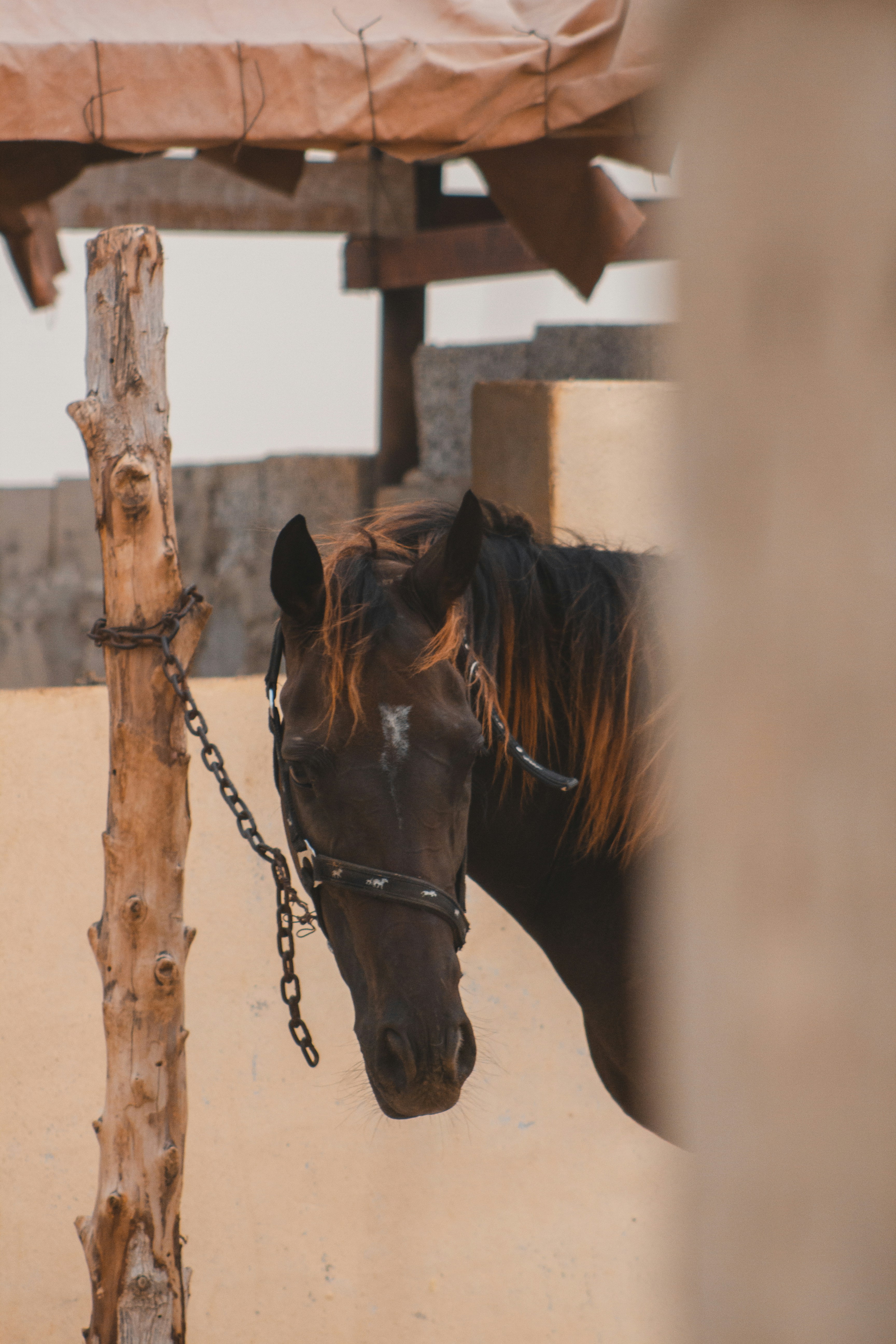 brown horse in a cage