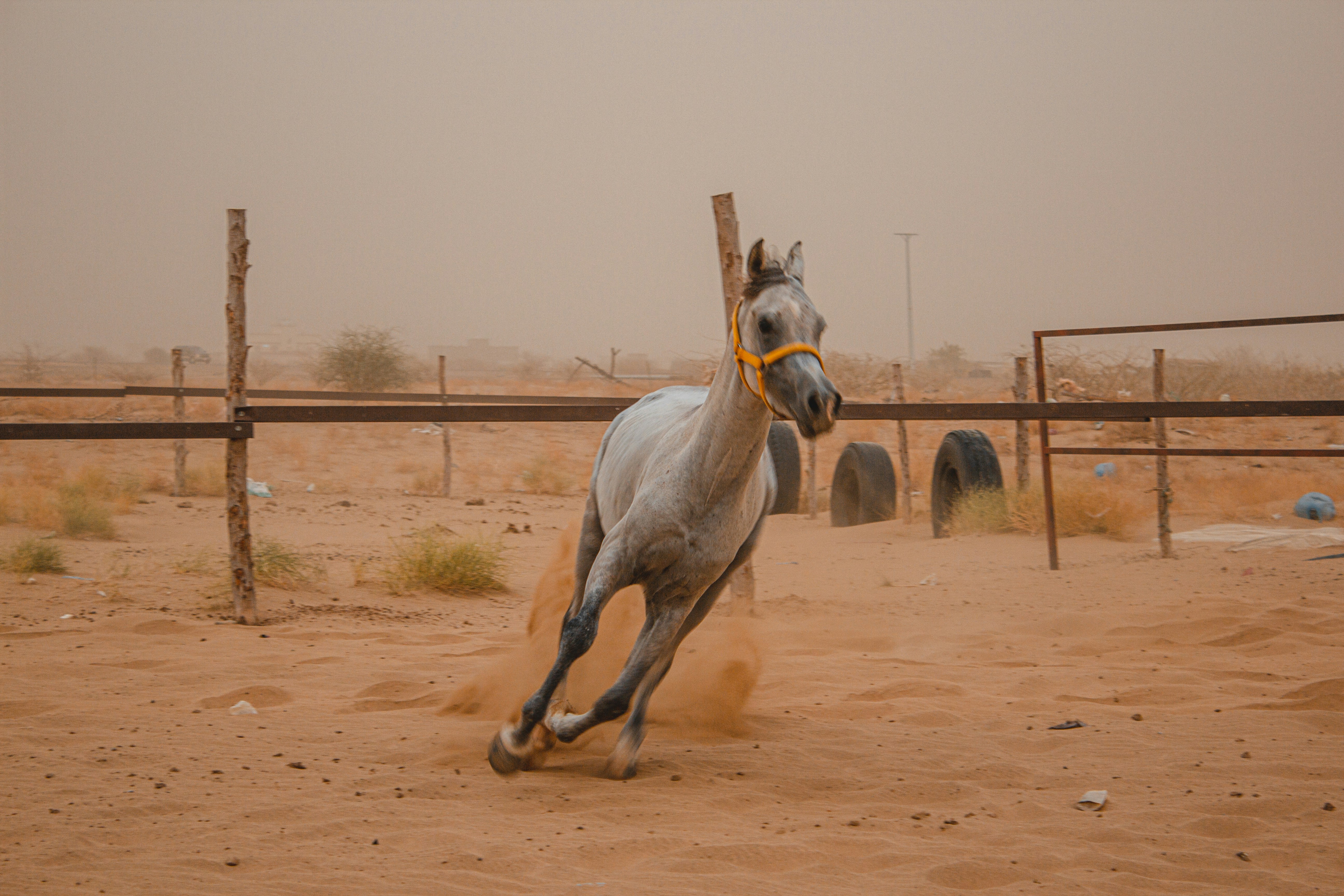 white horse on brown sand during daytime