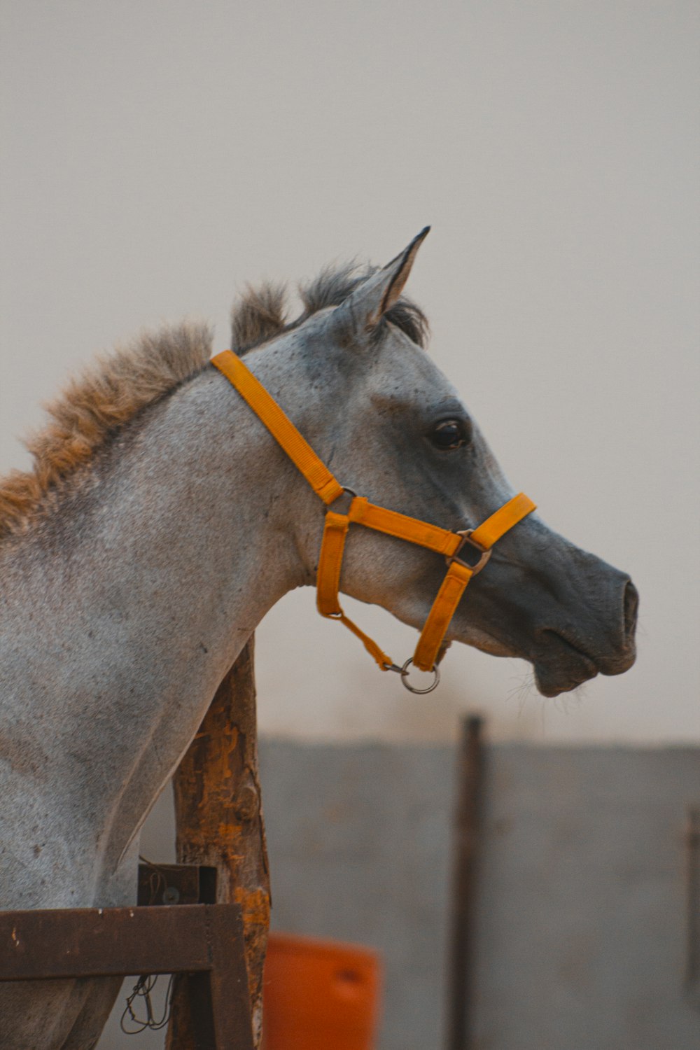 cavalo cinzento com trela amarela