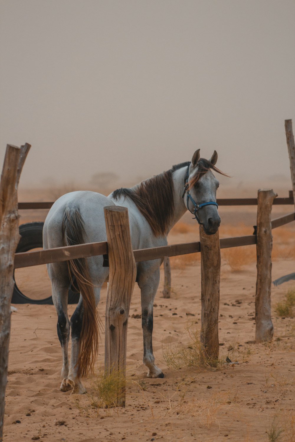 white and brown horse on brown field during daytime