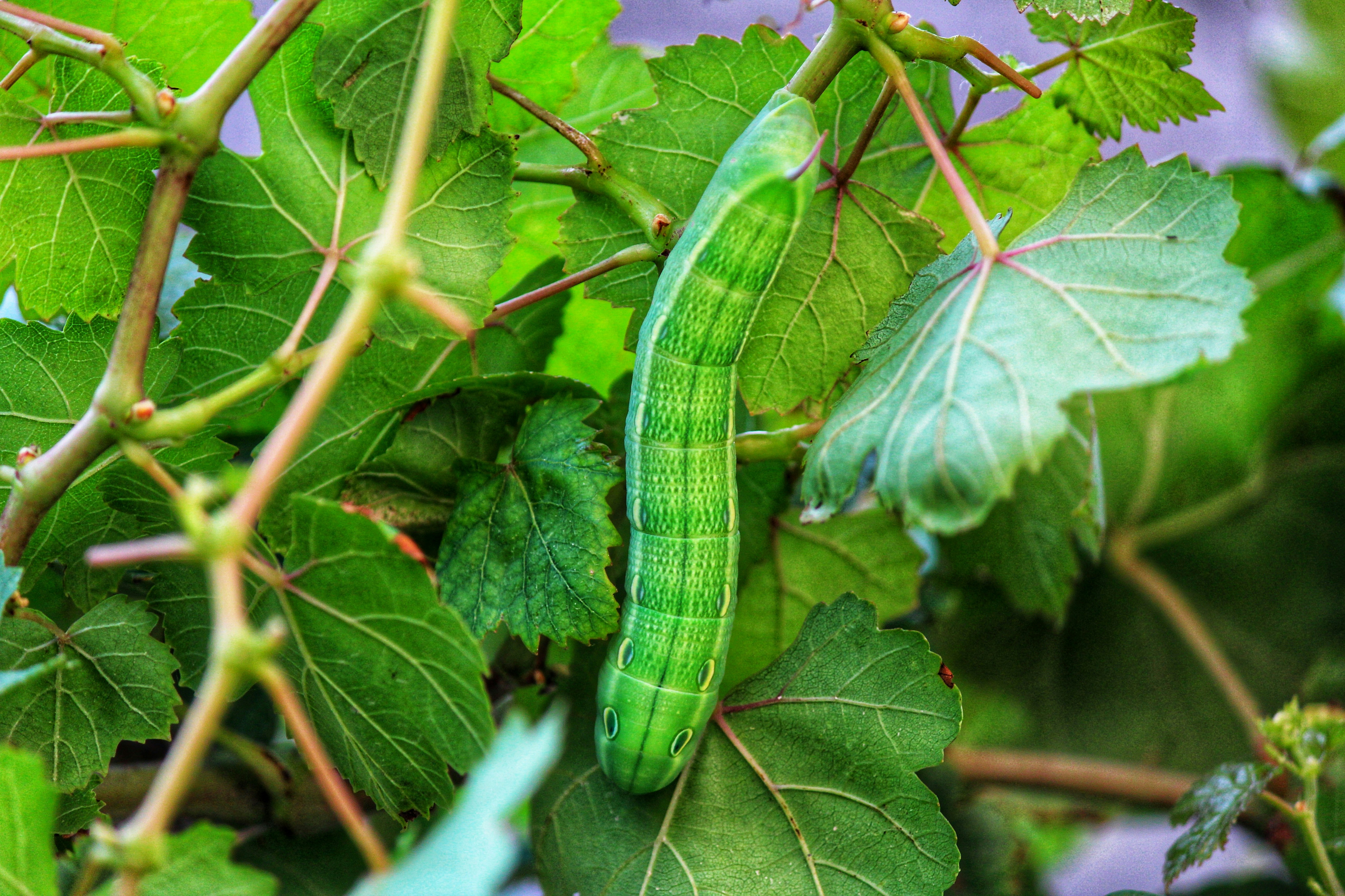 green caterpillar on green leaf