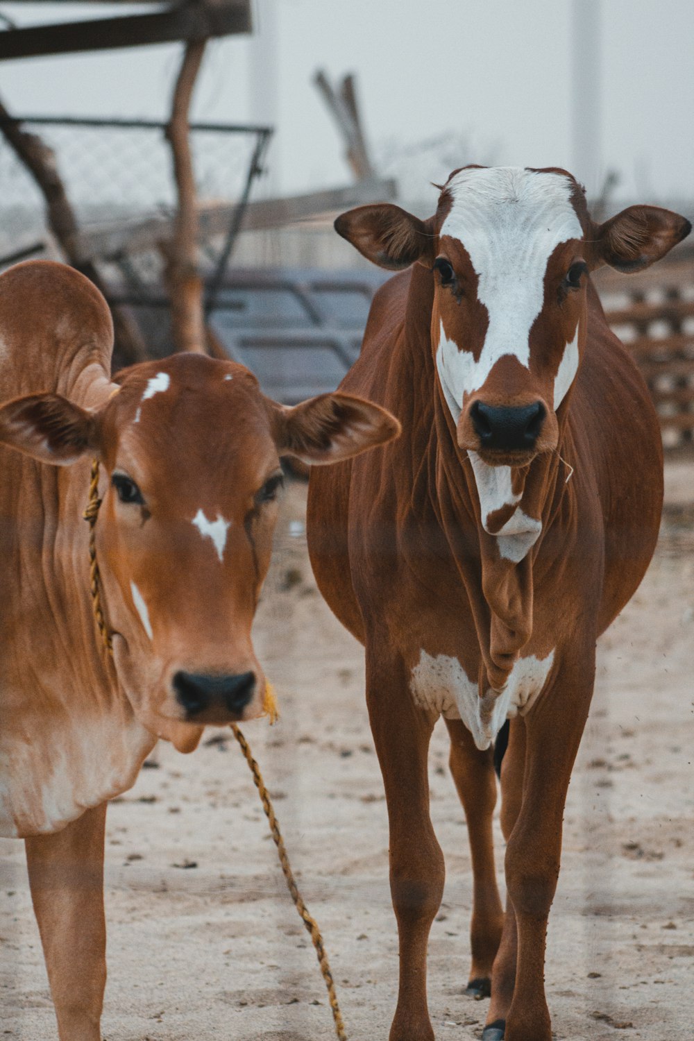 vaca marrom na areia marrom durante o dia