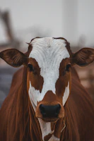 brown and white cow during daytime