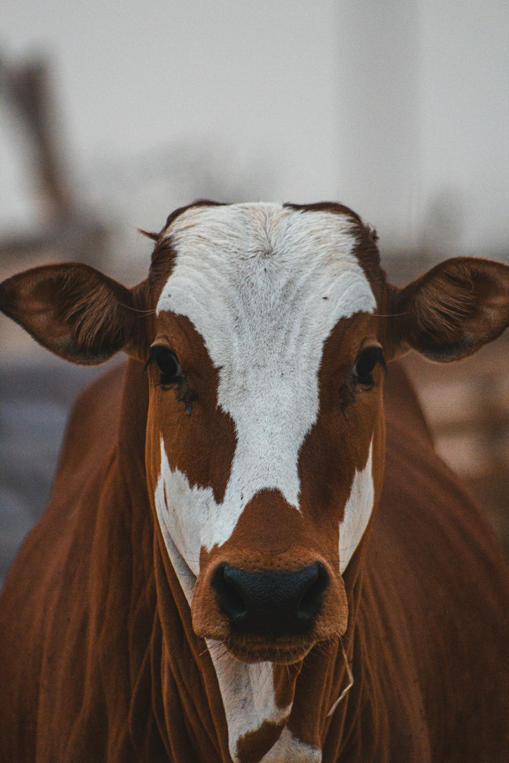 brown and white cow during daytime