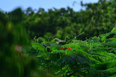 A green parrot with a red beak and ring around its neck is perched among vibrant green foliage. The bird is partially obscured by the dense greenery, which includes a few bright red flowers. The background is a blur of more lush greenery, adding depth to the scene.