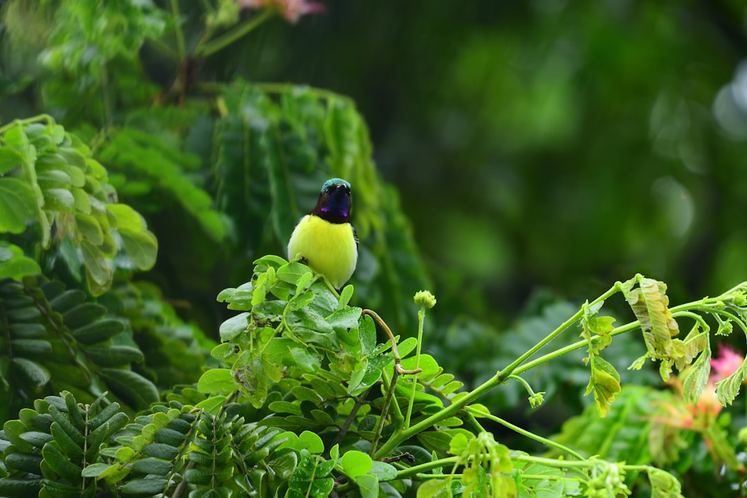 Rainforest photo spot Mumbai India