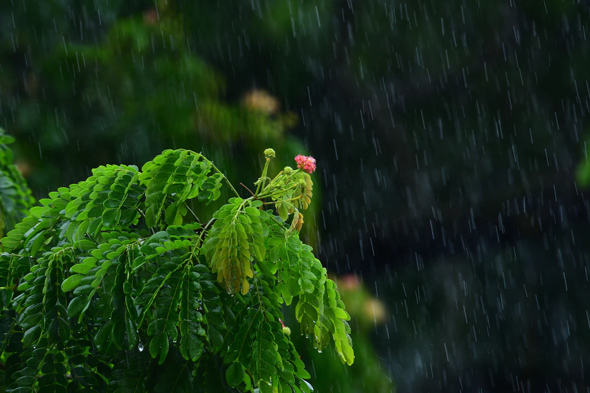 Plants Growing in Monsoon Rain India — Green Garden