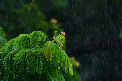 Plants Growing in Monsoon Rain India — Green Garden