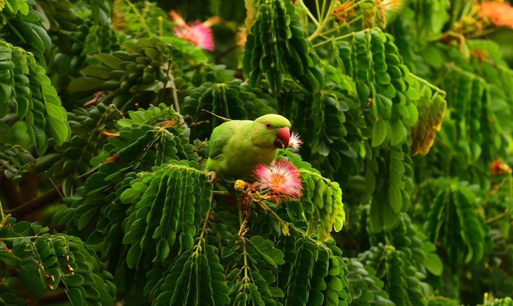 green and yellow bird on green plant