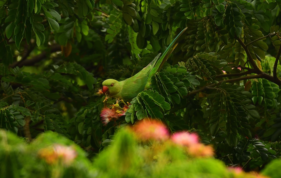 Jungle photo spot Mumbai Maharashtra