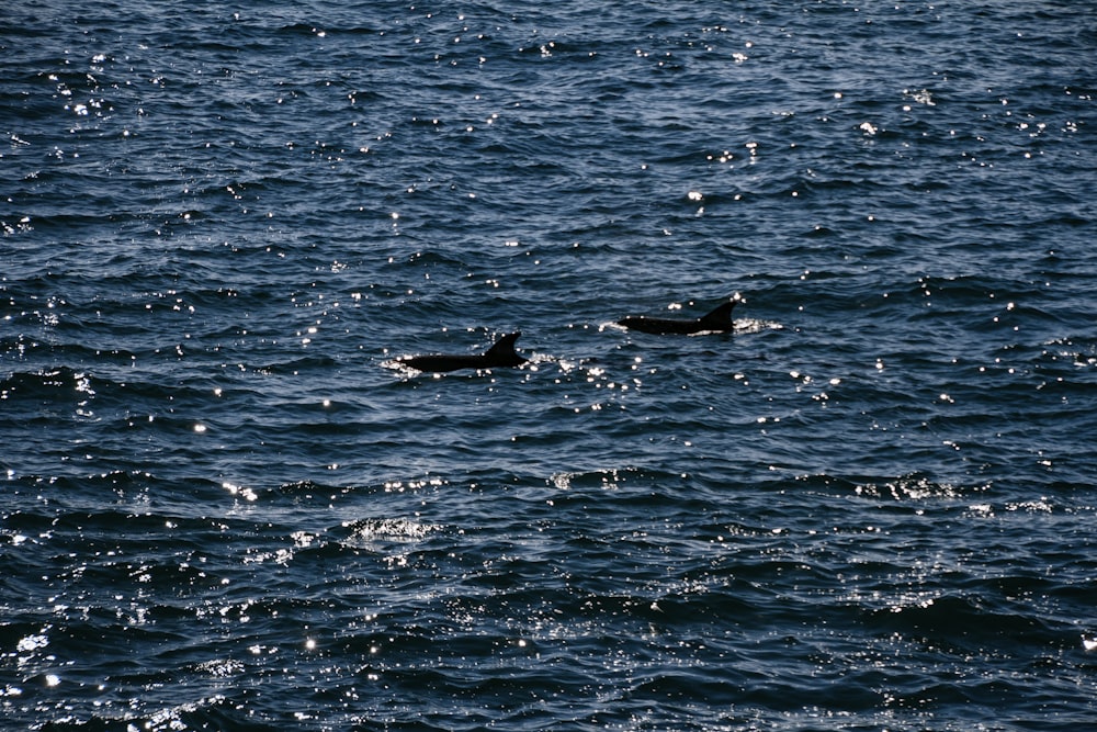 black whale in the middle of ocean during daytime