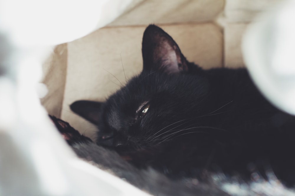 black cat lying on white textile