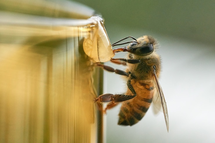 A close-up of a bee feeding on a droplet of honey, with its intricate details and textures clearly visible. The background is softly blurred with a gradient of yellow and green tones, emphasizing the bee and the honey droplet.