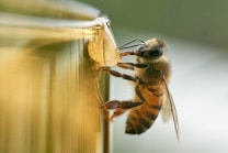 A close-up of a bee feeding on a droplet of honey, with its intricate details and textures clearly visible. The background is softly blurred with a gradient of yellow and green tones, emphasizing the bee and the honey droplet.