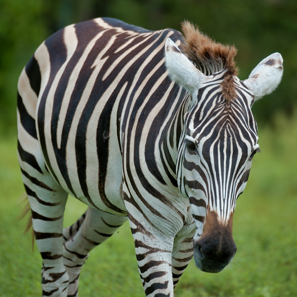 Zebra steht tagsüber auf grünem Gras