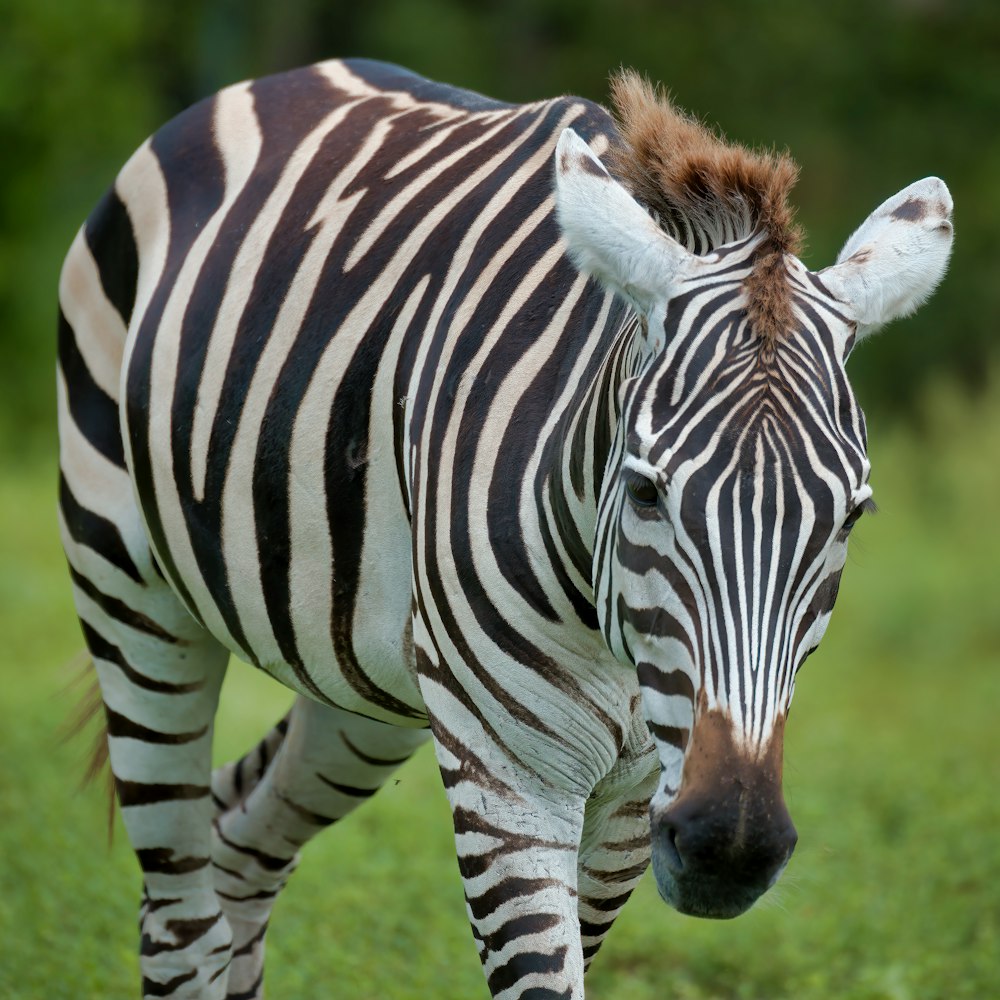 zebra standing on green grass during daytime