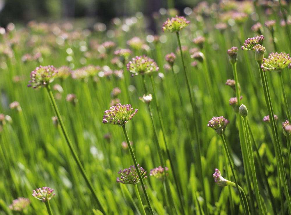 チルトシフトレンズの紫色の花