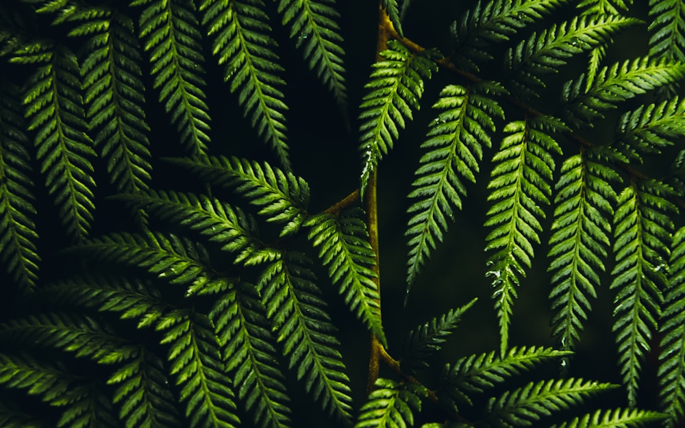 green fern plant in close up photography