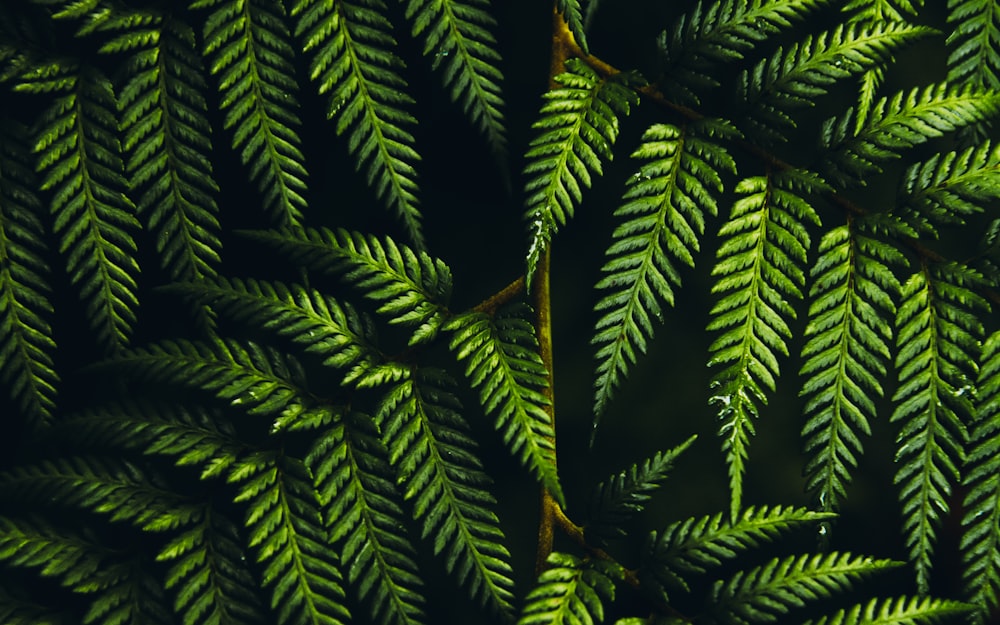 クローズアップ写真の緑のシダ植物