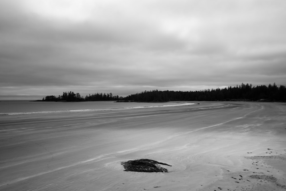 grayscale photo of trees and snow