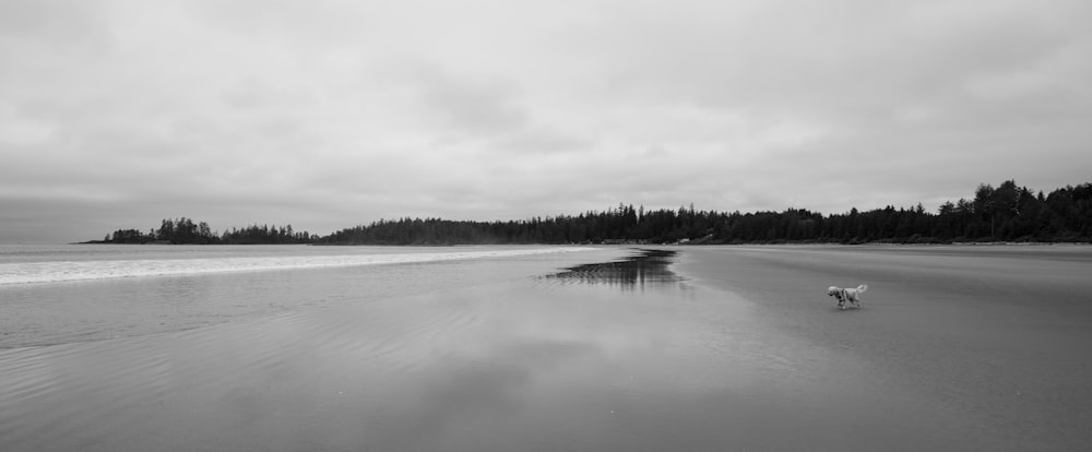 grayscale photo of body of water near trees