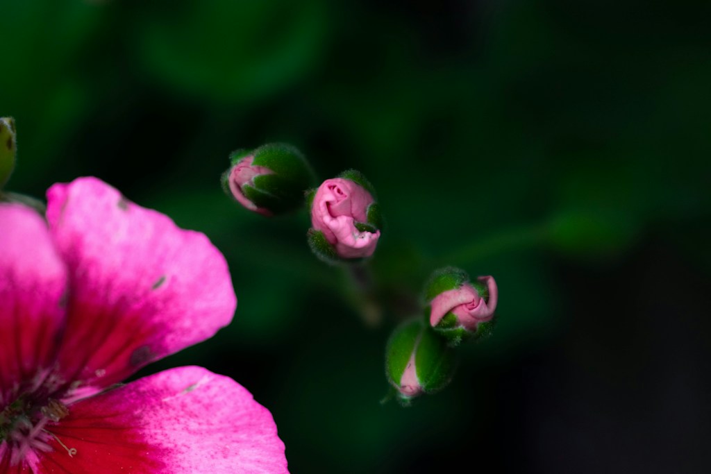 Blush Petal Glow