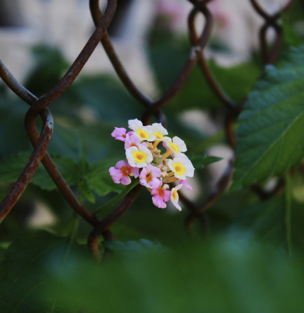 yellow flower in tilt shift lens