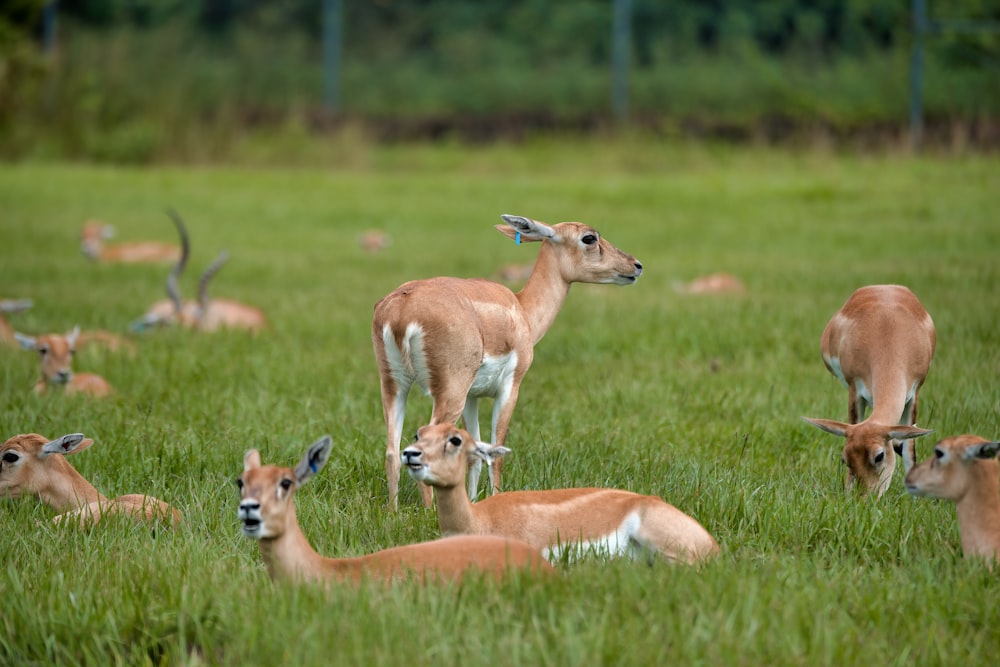 brown deer on green grass field during daytime