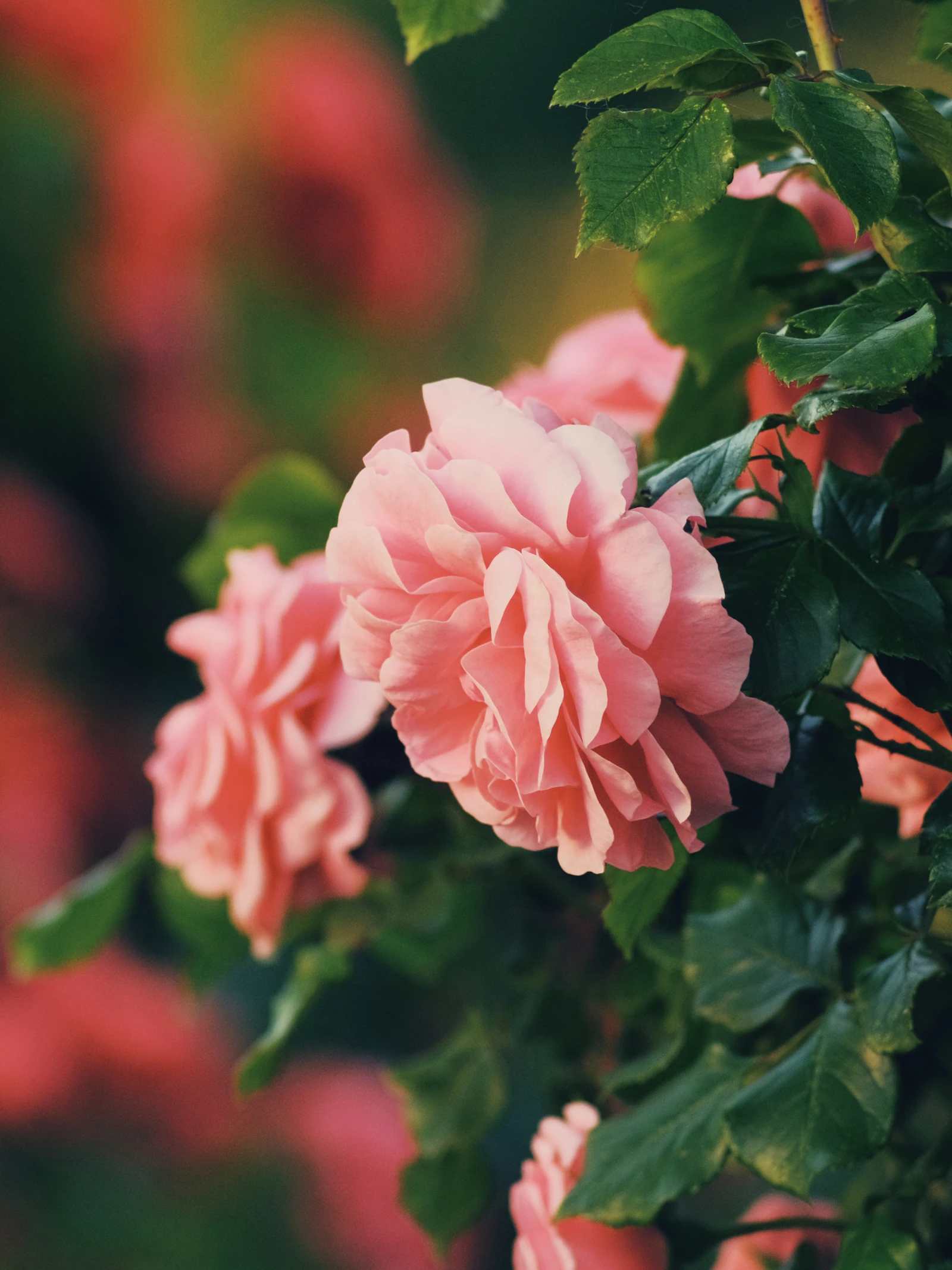 Femme berbère célébrant le moussem de la rose avec une guirlande de fleurs