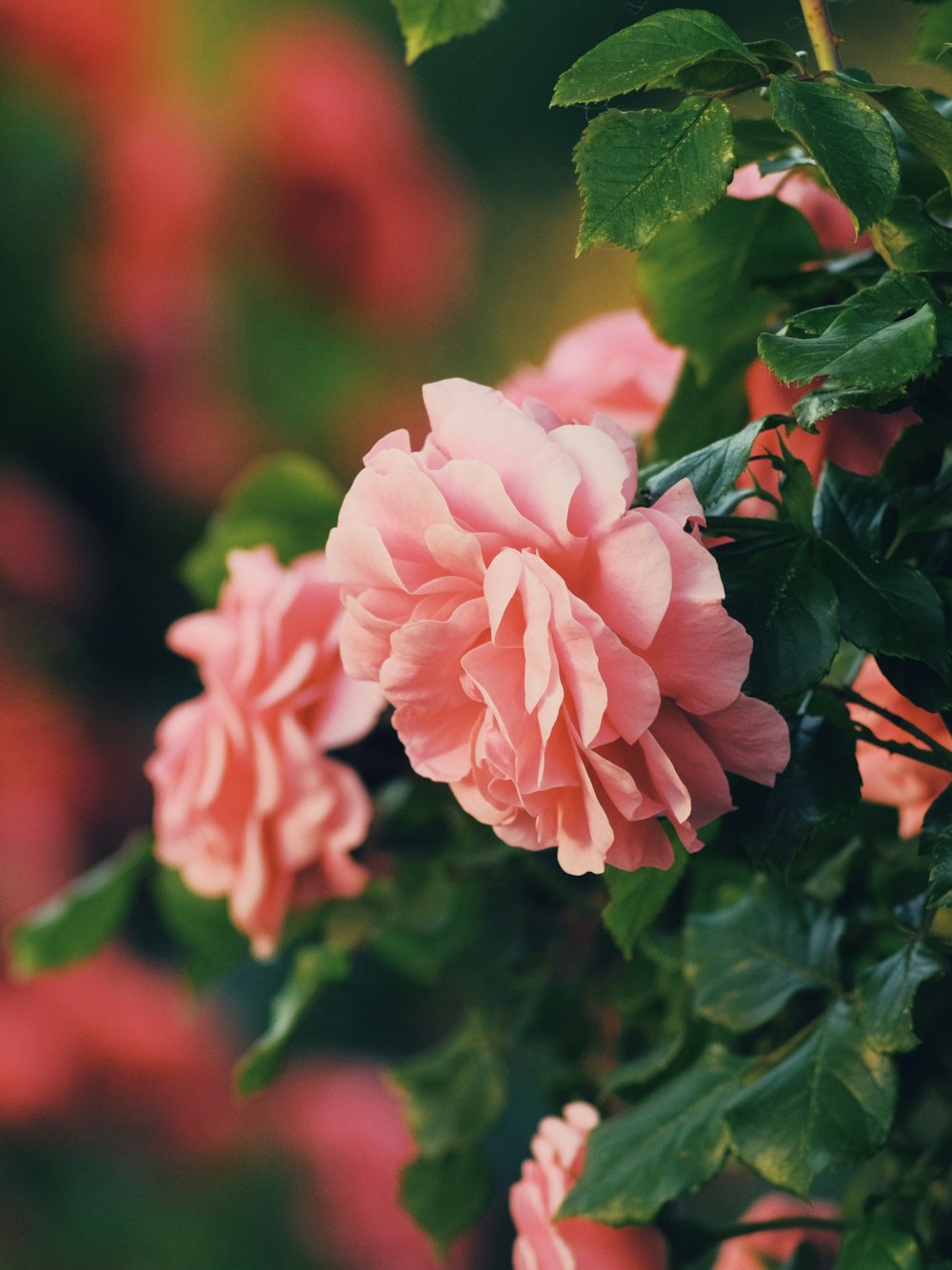 pink flower in tilt shift lens