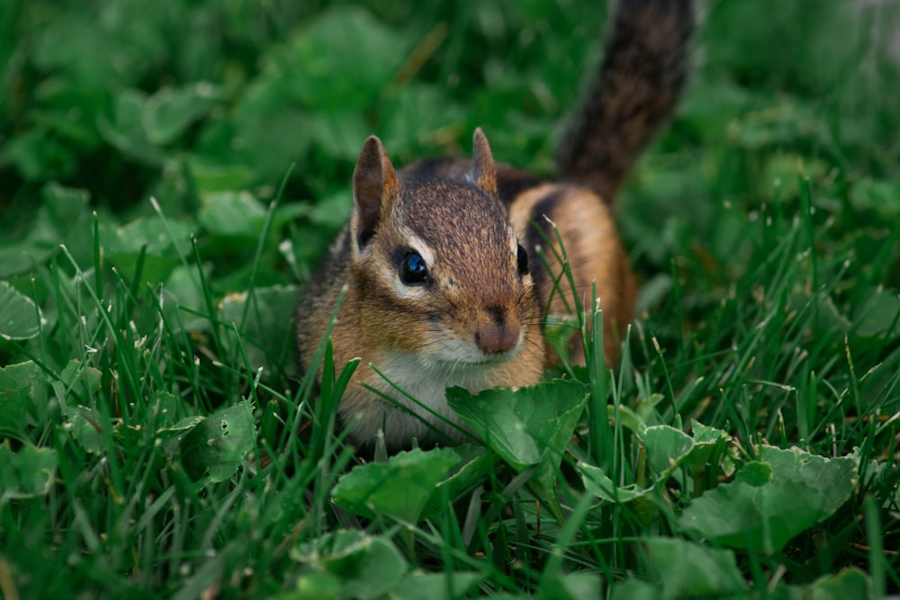 brown and white squirrel on green grass during daytime