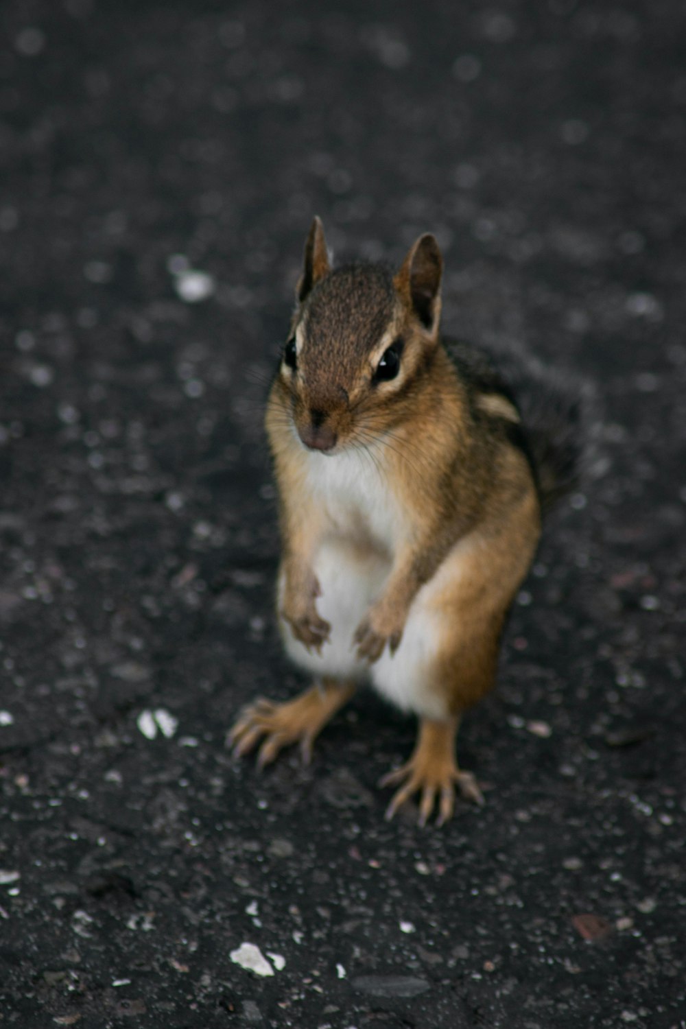 brown and white squirrel on black soil