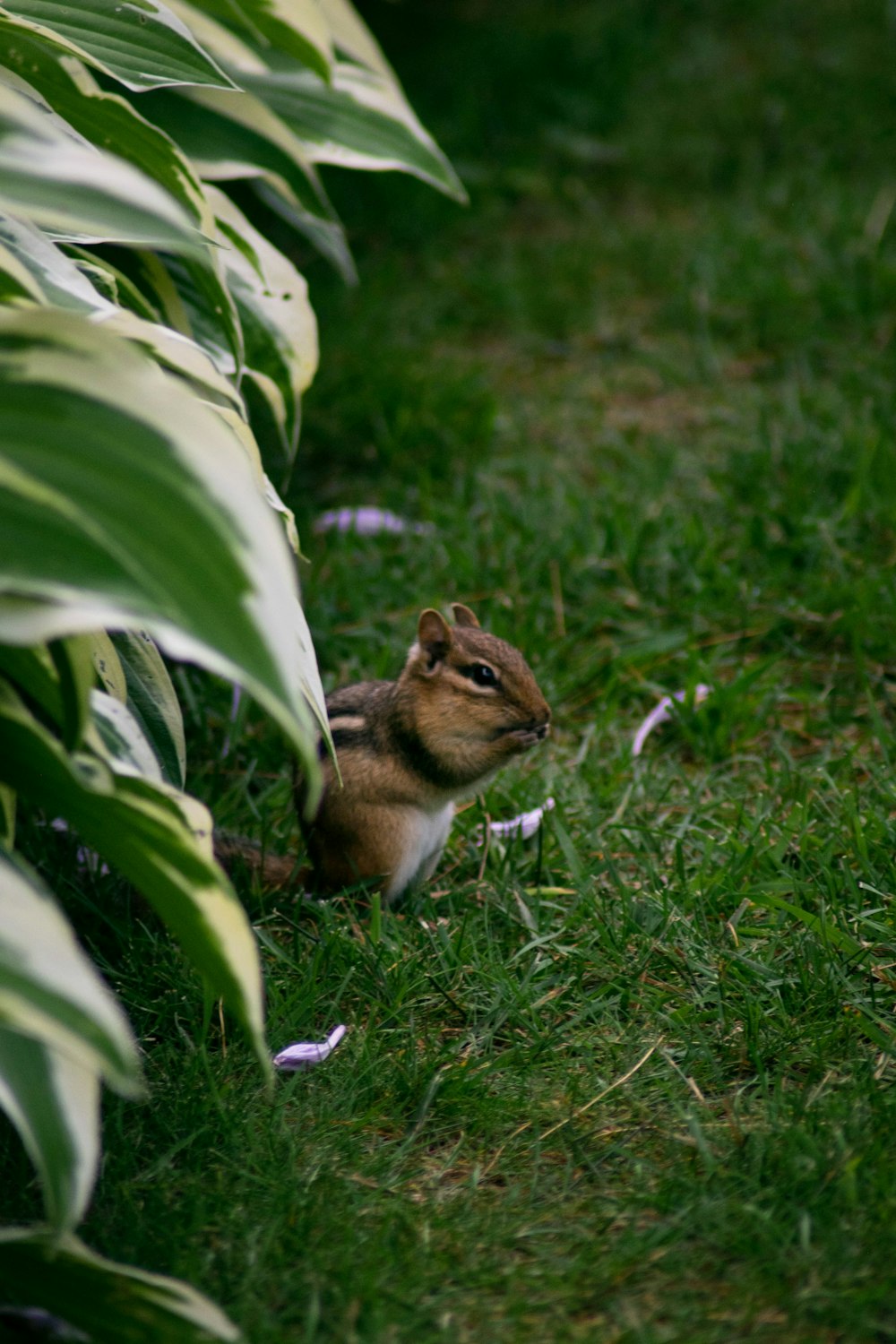 brown and white rabbit on green grass field during daytime